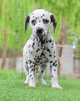 Femminuccia di Dalmata bianco e nera