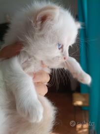 Gattini persiano ragdoll