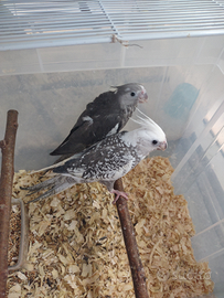 Calopsite,inseparabili