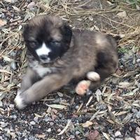 Cuccioli di Kangal pastore di Anatolia