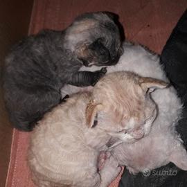 Cuccioli Devon