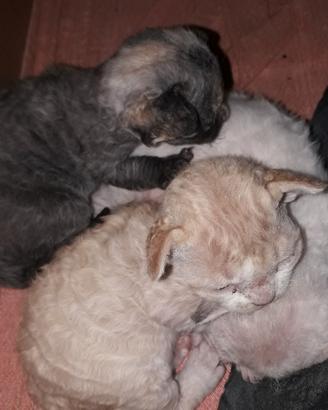 Cuccioli Devon