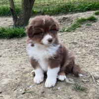 Cuccioli pastore australiano