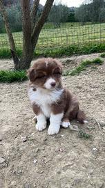 Cuccioli pastore australiano
