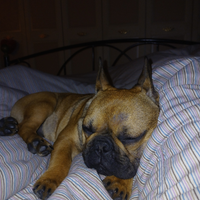 Bulldog francese
