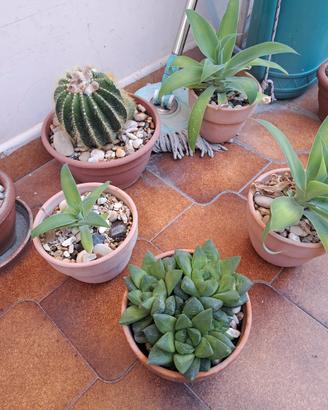 piante grassi e succulenti