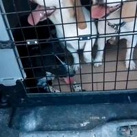 Beagle femmina bianco arancio