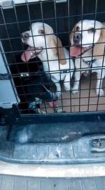 Beagle femmina bianco arancio