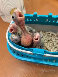 Calopsite allevate a mano