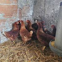 Galline ovaiole rosse isa brown