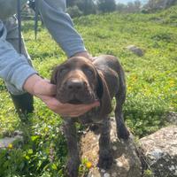 Bracco Tedesco (Kurzhaar) - Maschio, 2 mesi