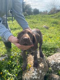 Bracco Tedesco (Kurzhaar) - Maschio, 2 mesi
