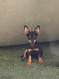 Pinscher