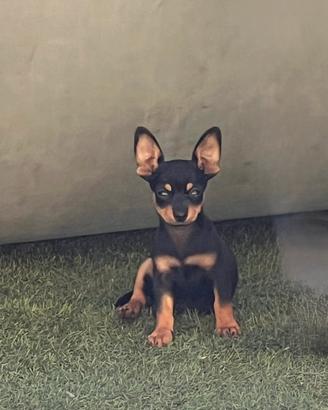 Pinscher