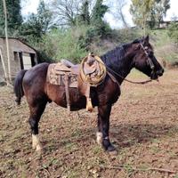 FrisonexQuarter grossa struttura