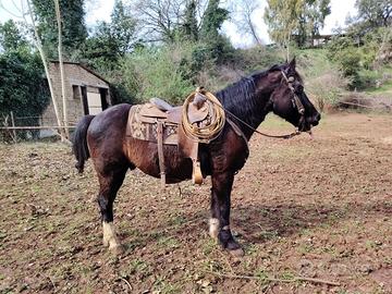 FrisonexQuarter grossa struttura