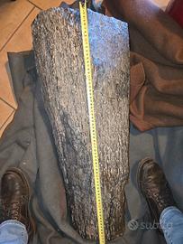 tronco legno fossile