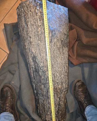 tronco legno fossile