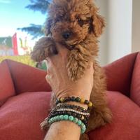 Barboncini toy e nani