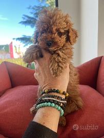 Barboncini toy e nani