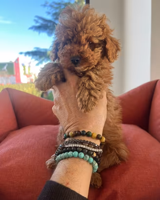 Barboncini toy e nani