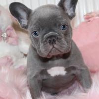 Cuccioli bulldog francese grigio blu occhi blu