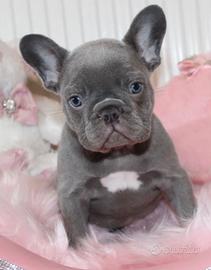 Cuccioli bulldog francese grigio blu occhi blu