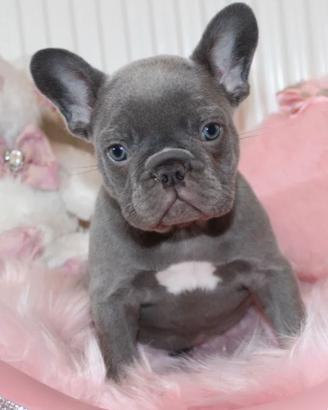 Cuccioli bulldog francese grigio blu occhi blu