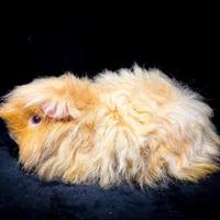 Cavie di razza Alpaca