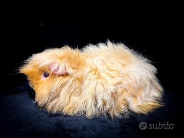 Cavie di razza Alpaca