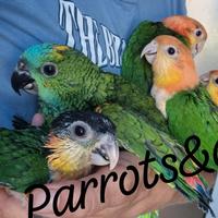 Caicchi amazzoni e cacatua