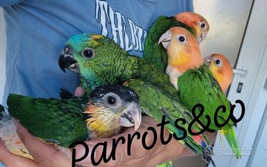 Caicchi amazzoni e cacatua