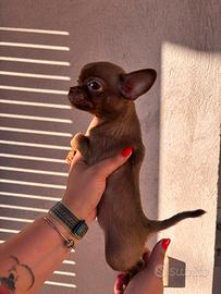 Chihuahua con Pedigree ENCI