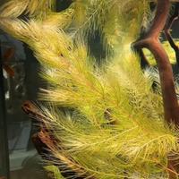 Lotto piante acquario o laghetto