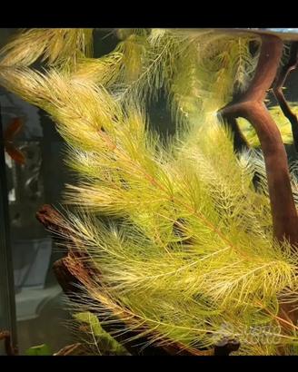 Lotto piante acquario o laghetto