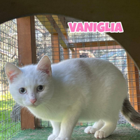 Amarena e Vaniglia gattine di 4 mesi