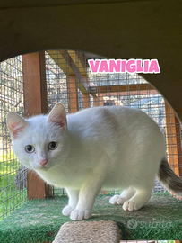 Amarena e Vaniglia gattine di 4 mesi