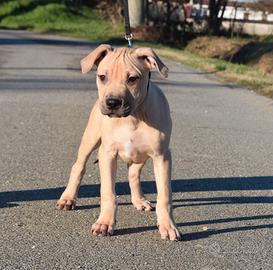 Cuccioli di Pitbull