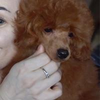 Barboncino RED/TOY 28 cm/Pedigree Enci/Pronto