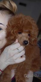 Barboncino RED/TOY 28 cm/Pedigree Enci/Pronto