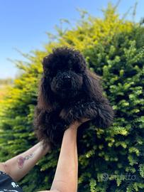 Fred Barboncino Toy Nero 5 anni Pedigree