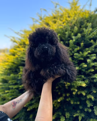 Fred Barboncino Toy Nero 5 anni Pedigree