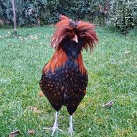 Gallo padovano
