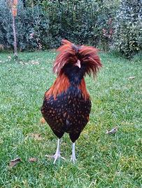 Gallo padovano
