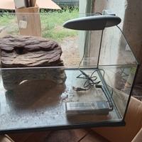 Teca tartarughe rettili o anfibi