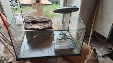 Teca tartarughe rettili o anfibi