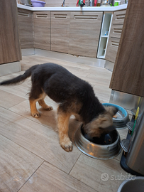 Cuccioli di Pastore Tedesco - German Shepherd