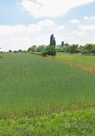 Terreno edificabile Trevignano