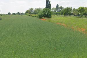 Terreno edificabile Trevignano