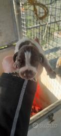 Bracco pointer